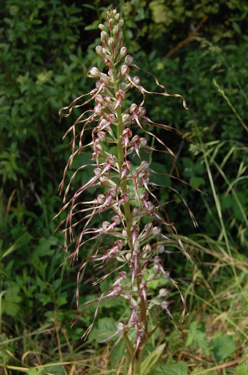 A caccia di orchidee tra i boschi dell''Appennino laziale